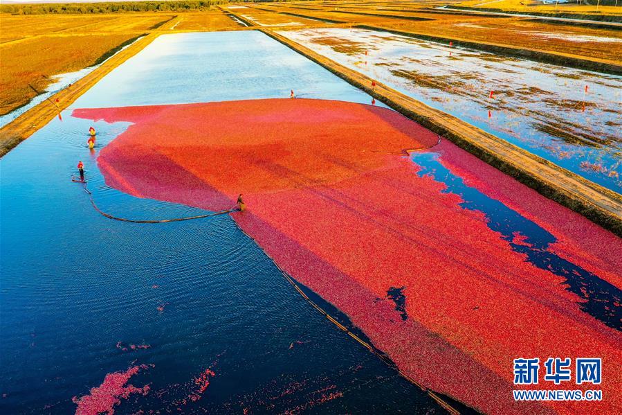 （脫貧攻堅(jiān)&middot;圖文互動(dòng)）（2）中國東極故事之五：蔓越莓為什么這樣紅？