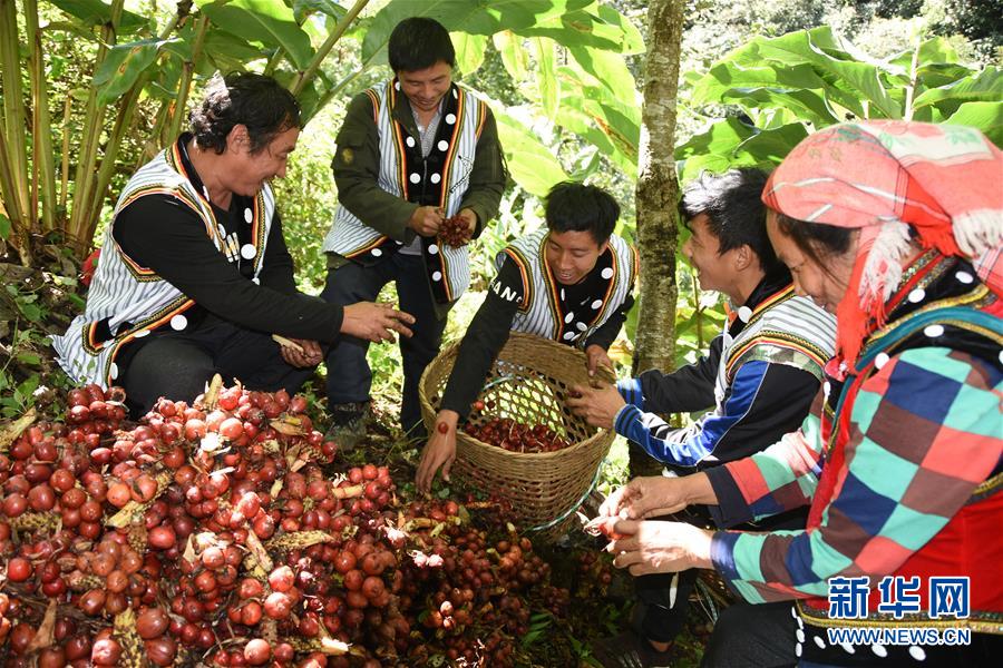 （在習近平新時代中國特色社會主義思想指引下&mdash;&mdash;新時代新作為新篇章&middot;總書記關切脫貧事&middot;決勝貧困&middot;圖文互動）（4）讓一方水土&ldquo;富養(yǎng)&rdquo;一方人&mdash;&mdash;扶貧特色產(chǎn)業(yè)惠及千家萬戶