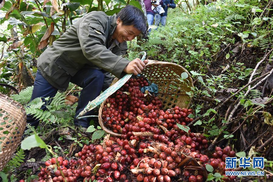 （在習近平新時代中國特色社會主義思想指引下&mdash;&mdash;新時代新作為新篇章&middot;總書記關切脫貧事&middot;決勝貧困&middot;圖文互動）（5）讓一方水土&ldquo;富養(yǎng)&rdquo;一方人&mdash;&mdash;扶貧特色產(chǎn)業(yè)惠及千家萬戶