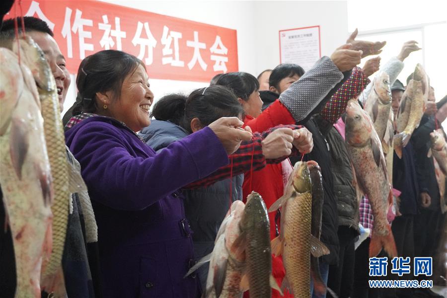 （新春走基層&middot;圖文互動(dòng)）（3）&ldquo;空殼村&rdquo;分紅啦！