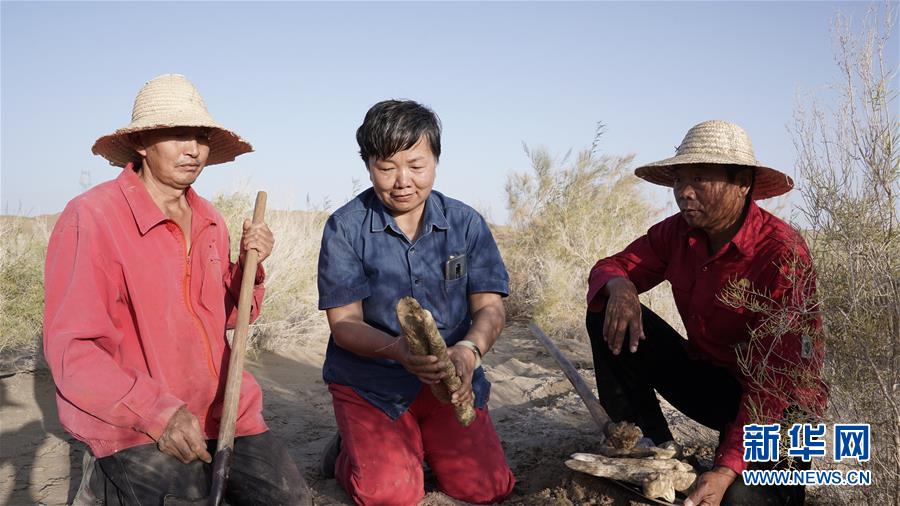 （新華全媒頭條&middot;圖文互動(dòng)）（3）塔克拉瑪干的&ldquo;播綠使者&rdquo;&mdash;&mdash;中科院新疆生態(tài)與地理研究所高級(jí)工程師常青的故事