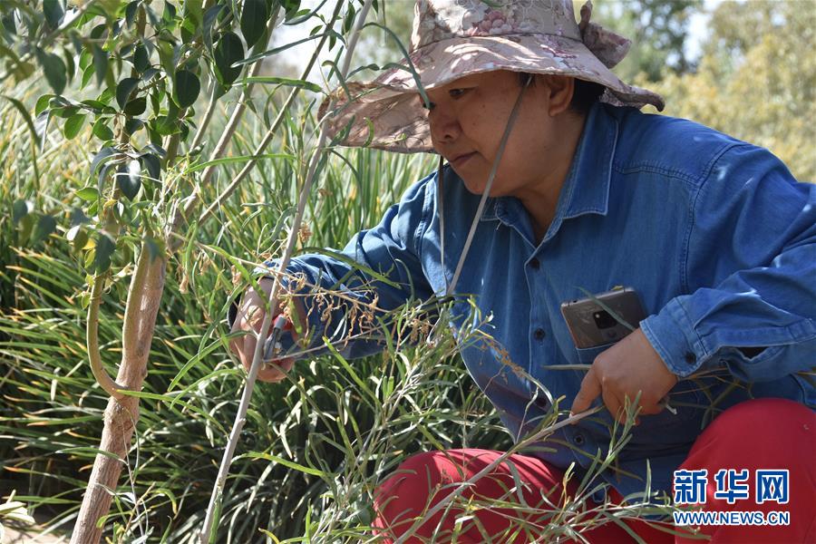 （新華全媒頭條&middot;圖文互動(dòng)）（4）塔克拉瑪干的&ldquo;播綠使者&rdquo;&mdash;&mdash;中科院新疆生態(tài)與地理研究所高級(jí)工程師常青的故事