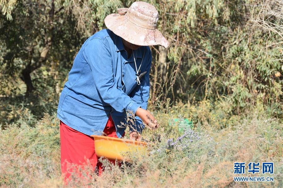 （新華全媒頭條&middot;圖文互動(dòng)）（7）塔克拉瑪干的&ldquo;播綠使者&rdquo;&mdash;&mdash;中科院新疆生態(tài)與地理研究所高級(jí)工程師常青的故事