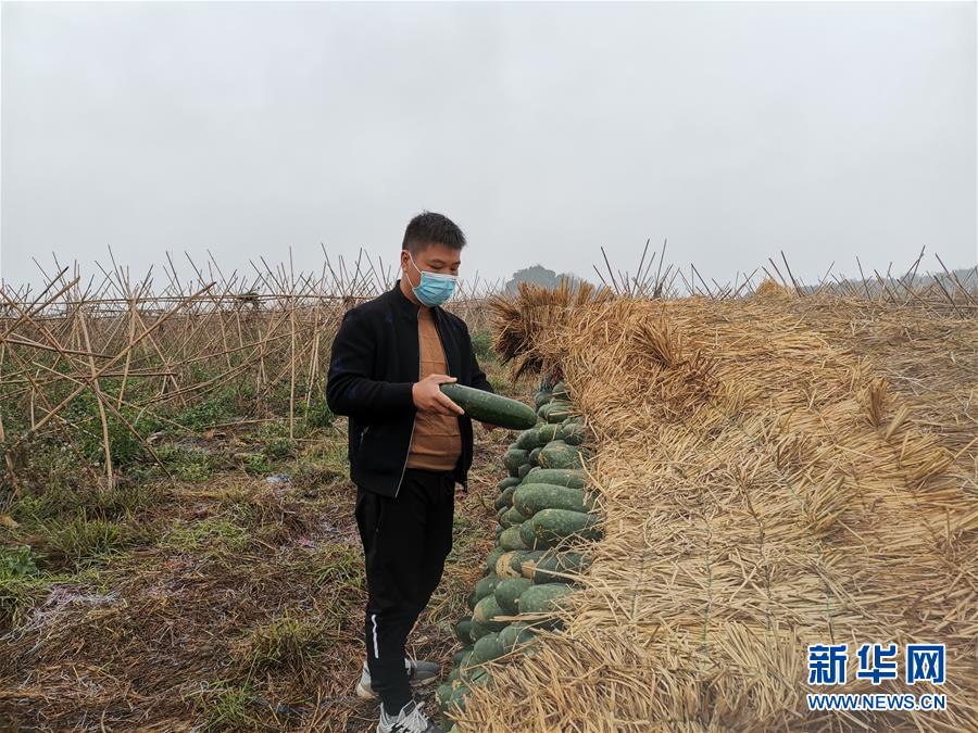 （聚焦疫情防控&middot;圖文互動(dòng)）（1）&ldquo;得知要送武漢 凌晨出來(lái)摘菜&rdquo;&mdash;&mdash;中國(guó)&ldquo;南菜園&rdquo;廣西全力抗疫保供應(yīng)