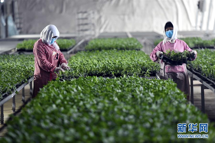 （圖文互動(dòng)）（4）別樣的春耕&mdash;&mdash;來(lái)自農(nóng)業(yè)大省山東的春耕備耕見(jiàn)聞