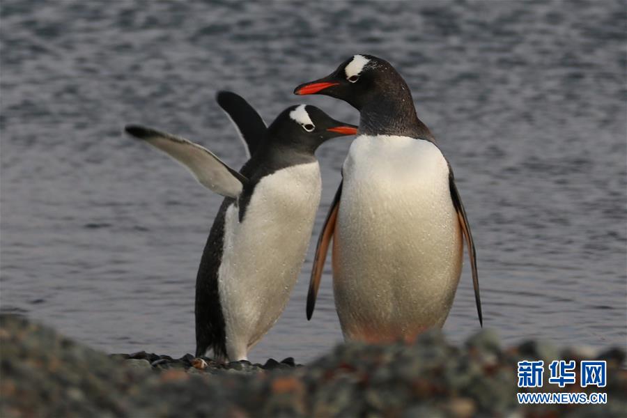 （&ldquo;雪龍&rdquo;探南極&middot;圖文互動）（6）記者手記：南極筑&ldquo;城&rdquo;記&mdash;&mdash;在長城站讀《中國南極長城站》