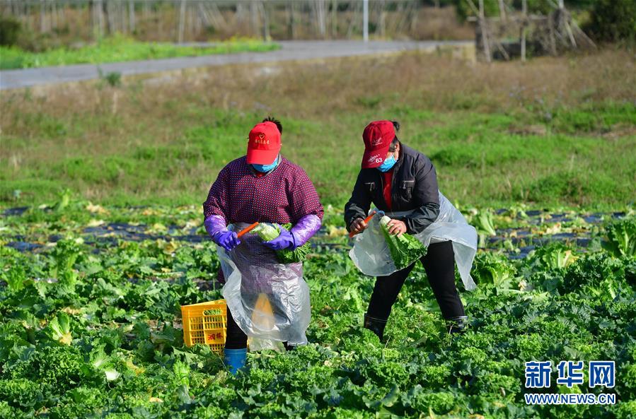 （圖文互動(dòng)）（3）廣西桂林：&ldquo;借力+接力&rdquo;新鮮蔬菜進(jìn)社區(qū)