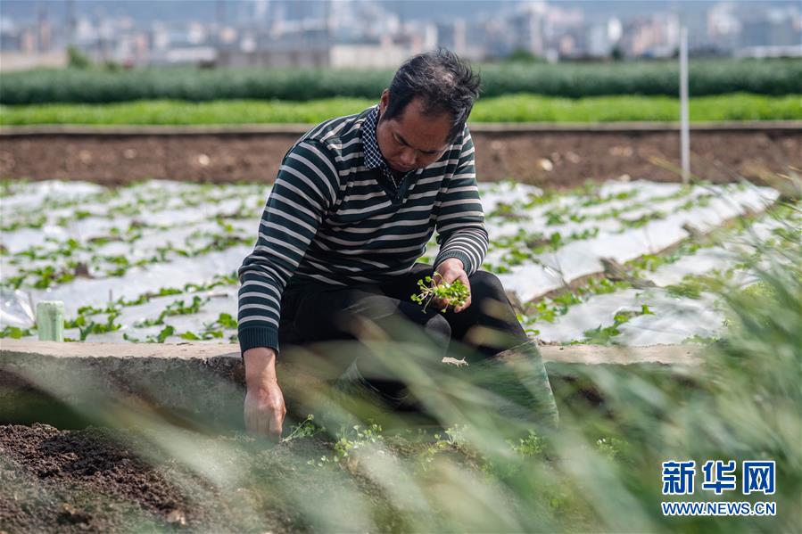 （抓好春耕備耕 穩(wěn)住農(nóng)業(yè)生產(chǎn)&middot;圖文互動(dòng)）（3）&ldquo;栽種的是菜苗，收獲的是希望&rdquo;&mdash;&mdash;云南蔬菜集散地通海縣春耕見聞 