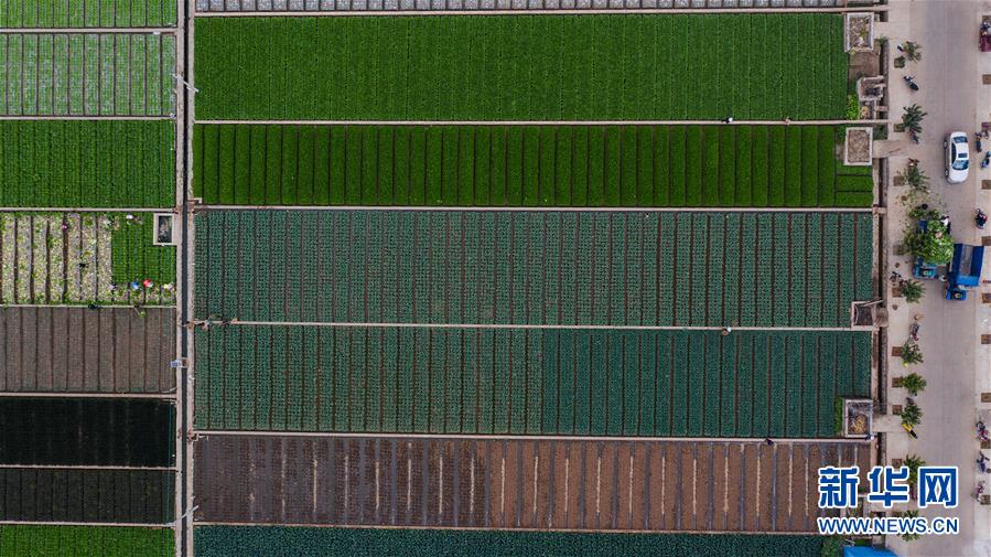 （抓好春耕備耕 穩(wěn)住農(nóng)業(yè)生產(chǎn)&middot;圖文互動(dòng)）（1）&ldquo;栽種的是菜苗，收獲的是希望&rdquo;&mdash;&mdash;云南蔬菜集散地通?？h春耕見聞 