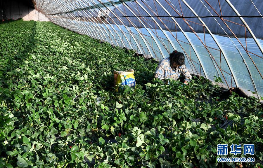 （在習(xí)近平新時代中國特色社會主義思想指引下&mdash;&mdash;新時代新作為新篇章&middot;習(xí)近平總書記關(guān)切事&middot;圖文互動）（3）戰(zhàn)&ldquo;疫&rdquo;要勁時，戰(zhàn)&ldquo;貧&rdquo;再加把勁！&mdash;&mdash;中央各部門助力脫貧攻堅很給力