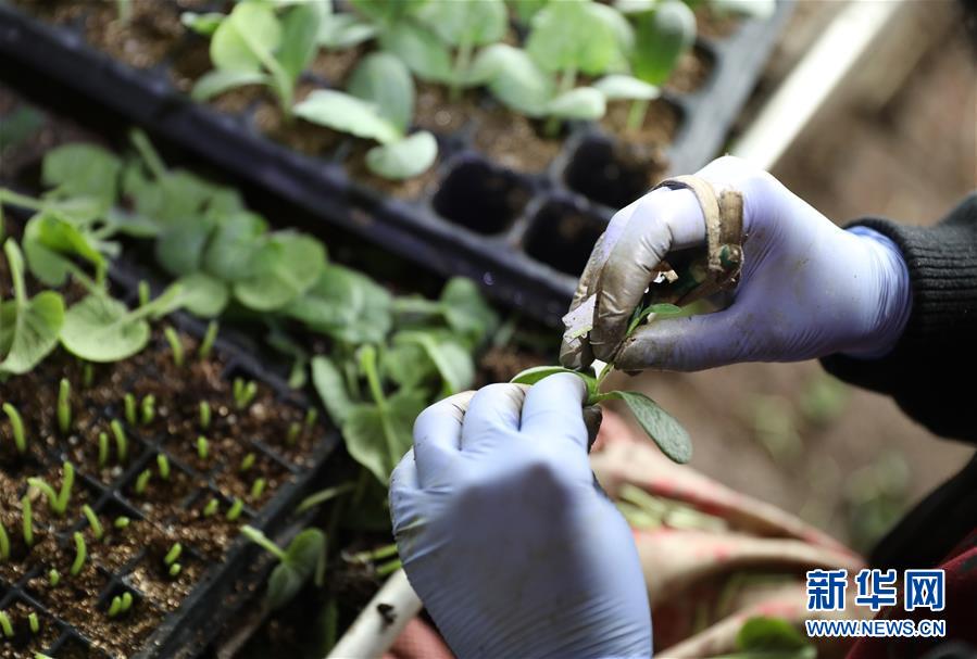 （新華全媒頭條&middot;圖文互動(dòng)）（4）春色最濃在田間&mdash;&mdash;來(lái)自全國(guó)春耕備耕的現(xiàn)場(chǎng)觀察