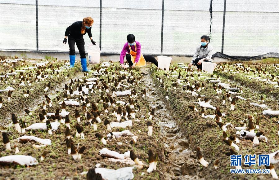 （決戰(zhàn)決勝脫貧攻堅&middot;圖文互動）（1）天然&ldquo;寶貝&rdquo;促增收&mdash;&mdash;貴州錦屏縣培育扶貧產(chǎn)業(yè)見聞