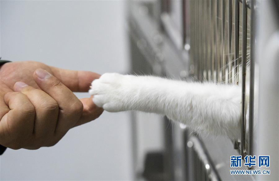 （聚焦疫情防控）（11）武漢：動物醫(yī)院里的臨時&ldquo;奶爸&rdquo;