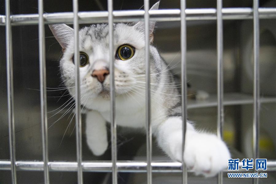 （聚焦疫情防控）（15）武漢：動(dòng)物醫(yī)院里的臨時(shí)&ldquo;奶爸&rdquo;