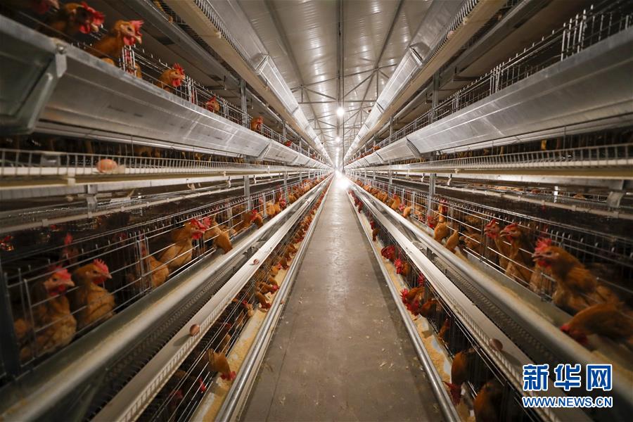 （圖文互動）（1）疏通產(chǎn)業(yè)鏈堵點(diǎn) 保障&ldquo;菜籃子&rdquo;供應(yīng)&mdash;&mdash;重慶養(yǎng)殖大區(qū)力促養(yǎng)殖業(yè)補(bǔ)損復(fù)產(chǎn)