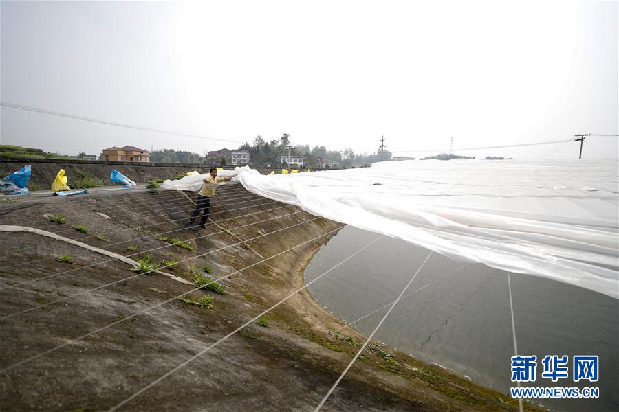 （圖文互動）（3）疏通產(chǎn)業(yè)鏈堵點 保障&ldquo;菜籃子&rdquo;供應(yīng)&mdash;&mdash;重慶養(yǎng)殖大區(qū)力促養(yǎng)殖業(yè)補損復(fù)產(chǎn)