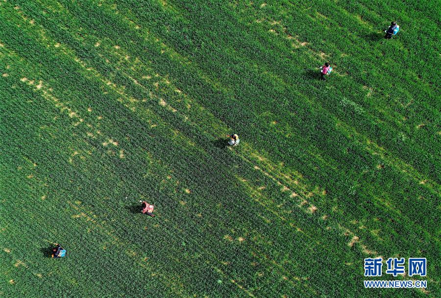 （新華全媒頭條&middot;圖文互動）（5）春天，匯聚復蘇的力量&mdash;&mdash;寫在2020年首季中國經(jīng)濟收官之際