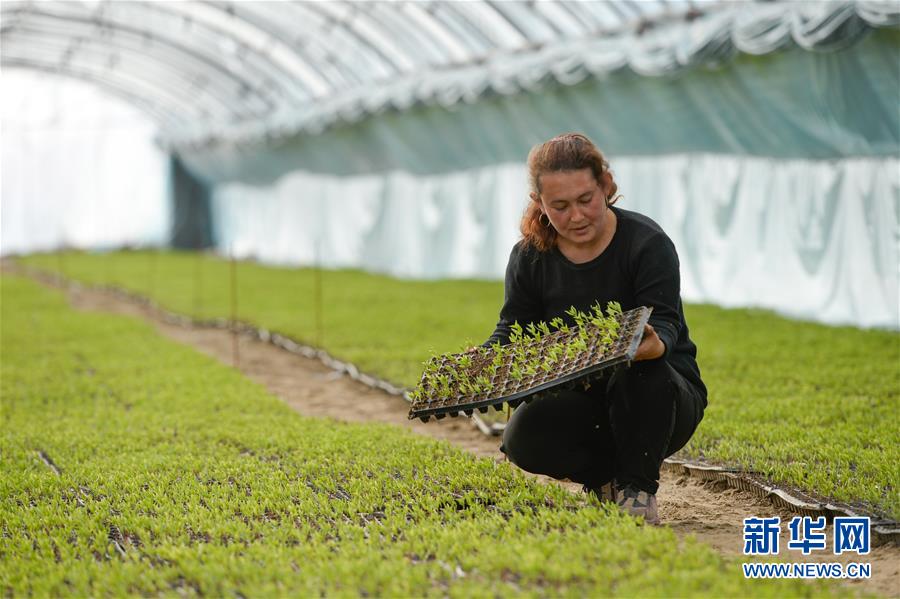 （決戰(zhàn)決勝脫貧攻堅(jiān)&middot;圖文互動）（8）決戰(zhàn)昆侖&mdash;&mdash;新疆聚焦10個(gè)未摘帽縣展開深度貧困攻堅(jiān)戰(zhàn) 