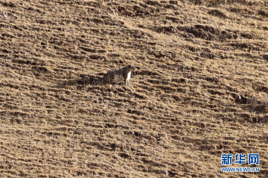 （玉樹地震10周年&middot;圖文互動）（1）牧民才仁尼瑪?shù)?ldquo;科研&rdquo;人生