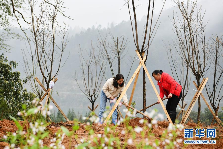 （決戰(zhàn)決勝脫貧攻堅(jiān)&middot;圖文互動(dòng)）政府種樹(shù)到農(nóng)家 培花育果再出發(fā)