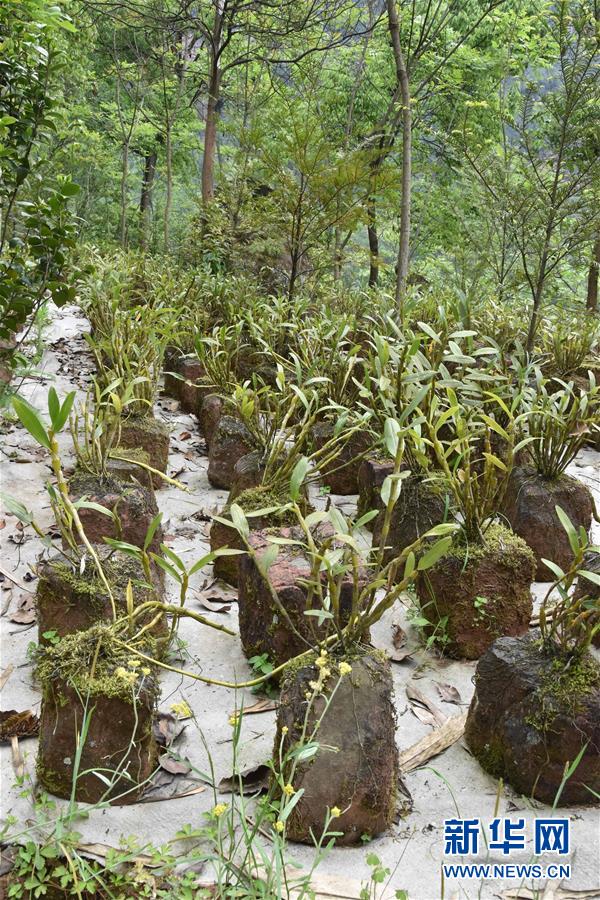 （決戰(zhàn)決勝脫貧攻堅&middot;圖文互動）（3）這個脫貧縣的石頭為何比土金貴？