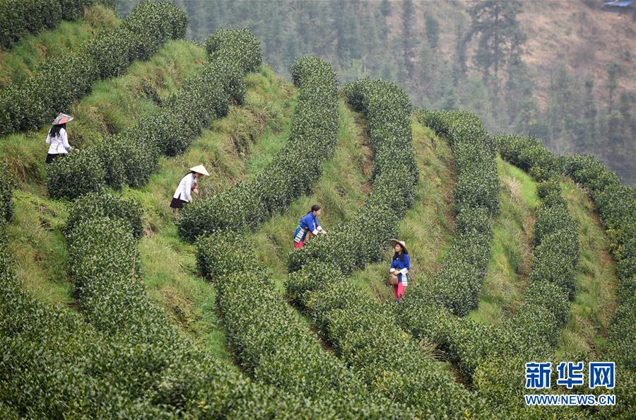 （決戰(zhàn)決勝脫貧攻堅&middot;圖文互動）（3）田野&ldquo;變奏&rdquo;讓薄土&ldquo;生金&rdquo;&mdash;&mdash;貴州農(nóng)村產(chǎn)業(yè)革命助推脫貧攻堅見聞