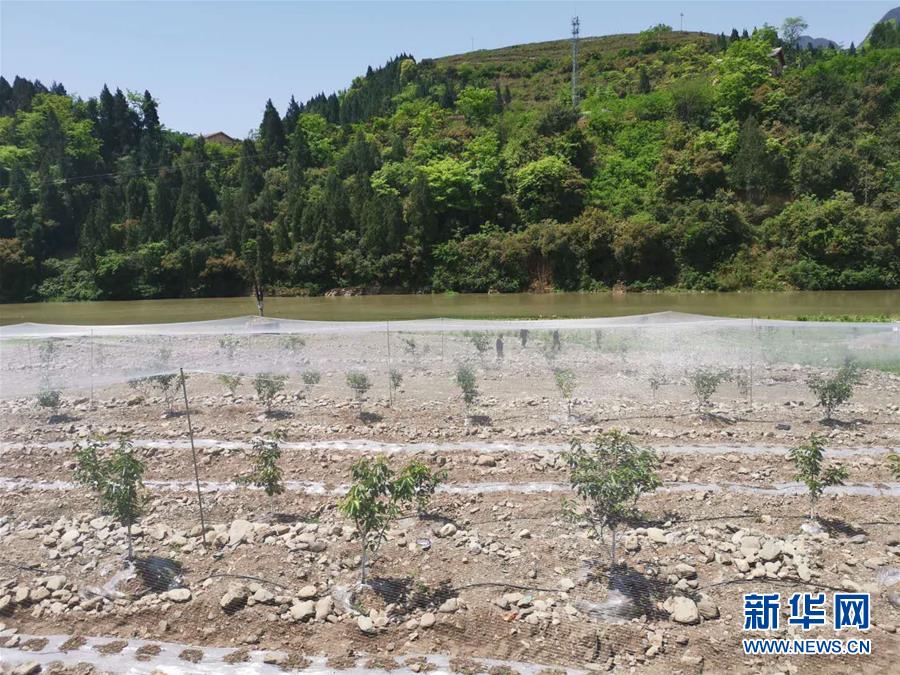 （決戰(zhàn)決勝脫貧攻堅(jiān)&middot;圖文互動(dòng)）（3）野奶角又見春天