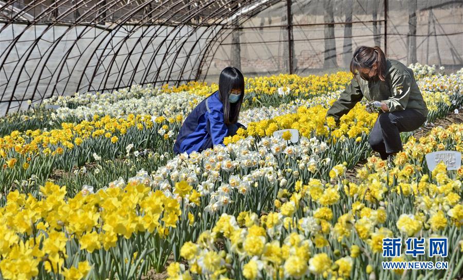 （圖文互動）（6）這座小城，鐫刻下怎樣的&ldquo;世園印記&rdquo;&mdash;&mdash;北京世園會開園一周年探訪延慶