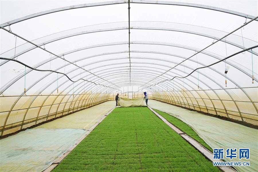 (新華全媒頭條·圖文互動(dòng))(3)讓中國(guó)飯碗端得更牢——“中華糧倉(cāng)”春耕剪影