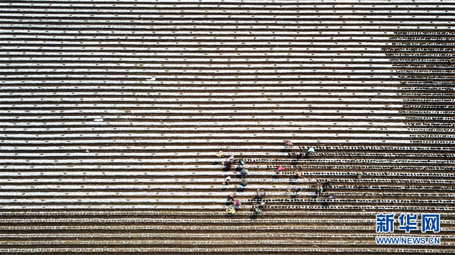 (新華全媒頭條·圖文互動(dòng))(4)讓中國(guó)飯碗端得更牢——“中華糧倉(cāng)”春耕剪影