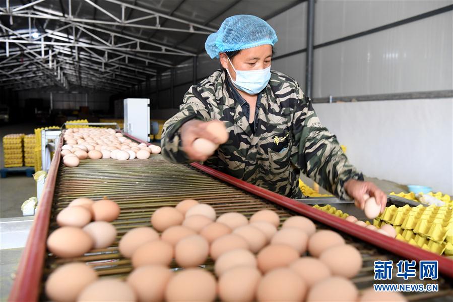 （決戰(zhàn)決勝脫貧攻堅&middot;圖文互動）（1）河南汝陽：發(fā)展特色種植養(yǎng)殖產(chǎn)業(yè)助力農(nóng)民脫貧