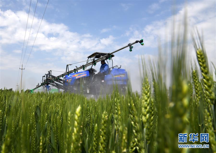 （在習(xí)近平新時(shí)代中國(guó)特色社會(huì)主義思想指引下&mdash;&mdash;新時(shí)代新作為新篇章&middot;習(xí)近平總書記關(guān)切事&middot;圖文互動(dòng)）（7）新農(nóng)事、新希望&mdash;&mdash;夏收前田間新動(dòng)態(tài)掃描