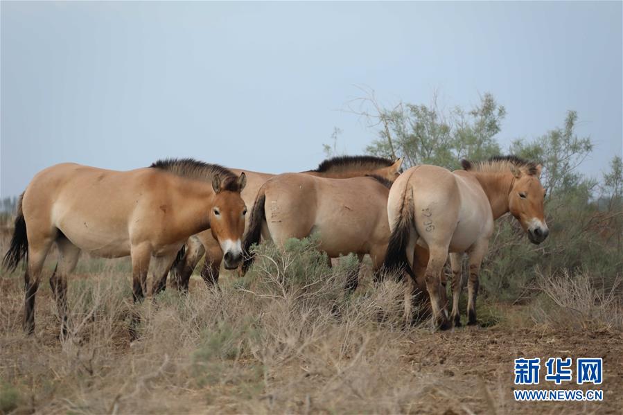 (圖文互動)(2)新疆為普氏野馬瘦身強(qiáng)體