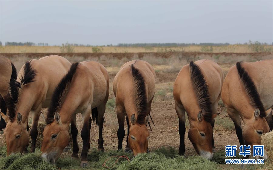 (圖文互動)(4)新疆為普氏野馬瘦身強(qiáng)體