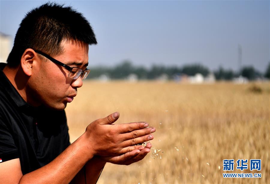 (關(guān)注三夏·圖文互動(dòng))(1)麥田“后浪”的農(nóng)事新說(shuō)