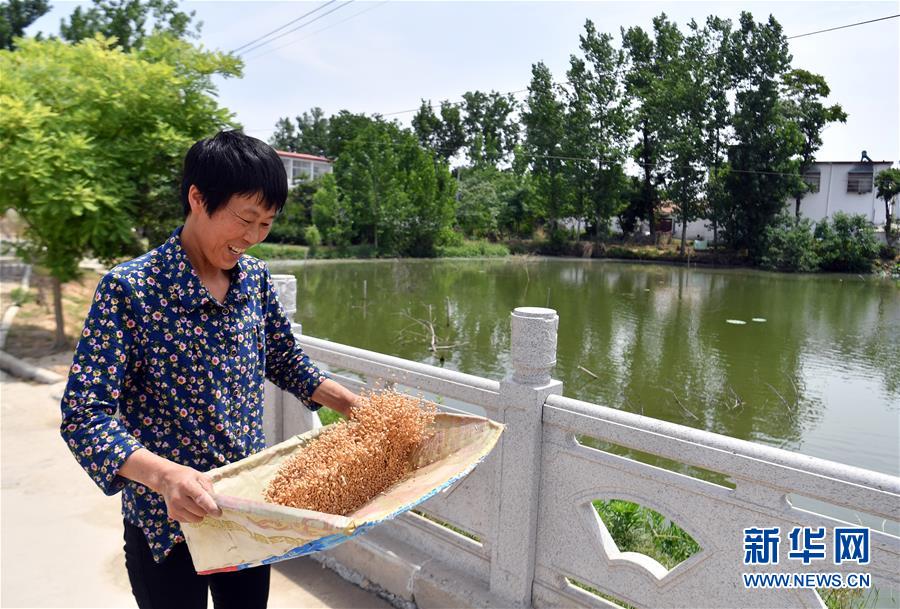 (關(guān)注三夏·圖文互動(dòng))(2)2020 豐收的心情