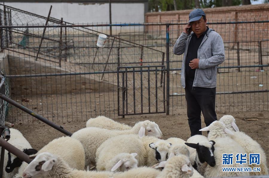 (決戰(zhàn)決勝脫貧攻堅·圖文互動)(1)“活羊經(jīng)紀(jì)人”老白