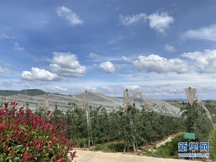 （決戰(zhàn)決勝脫貧攻堅(jiān)&middot;圖文互動(dòng)）（3）高原紅了，日子好了&mdash;&mdash;貴州海拔最高縣發(fā)展蘋(píng)果產(chǎn)業(yè)見(jiàn)聞