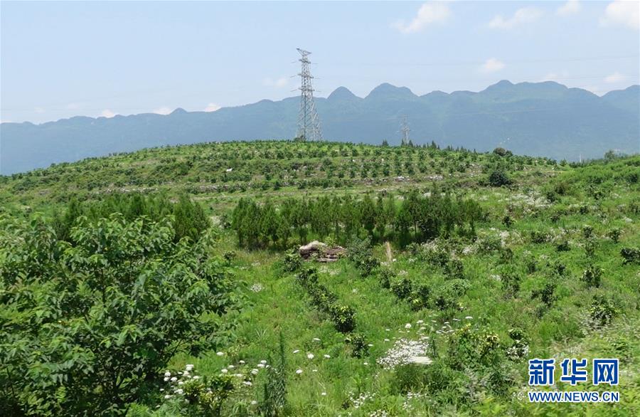 （新華網(wǎng)&middot;決戰(zhàn)決勝脫貧攻堅(jiān)&middot;圖文互動(dòng)）（3）貴州思南：強(qiáng)村帶弱村 &ldquo;抱團(tuán)&rdquo;促增收