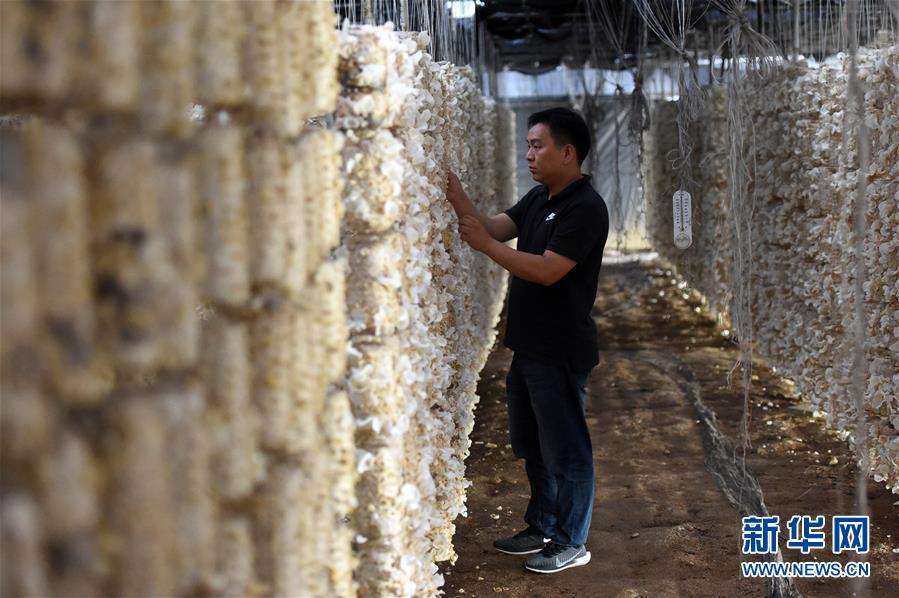  （新華全媒頭條&middot;圖文互動）（7）青春，在希望的田野上&mdash;&mdash;大別山區(qū)尋訪&ldquo;城歸&rdquo;大學畢業(yè)生