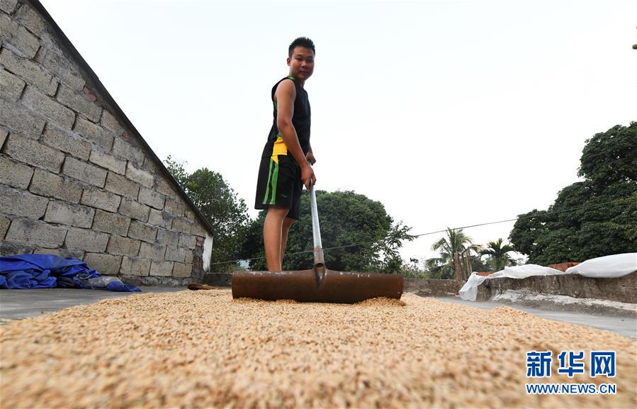 （走向我們的小康生活&middot;圖文互動(dòng)）（4）黎苗山鄉(xiāng)種養(yǎng)&ldquo;老行當(dāng)&rdquo;擦亮&ldquo;綠色牌&rdquo;