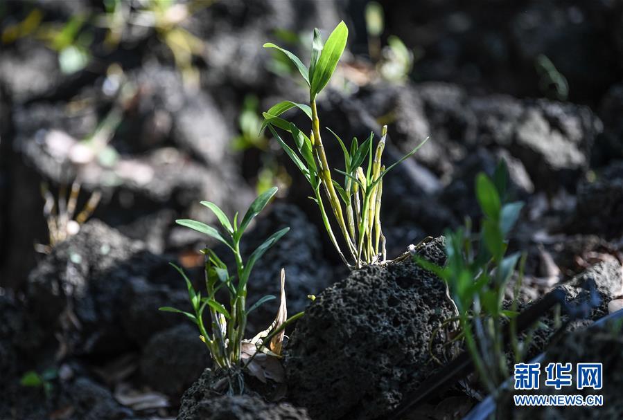 (新華全媒頭條·走向我們的小康生活·圖文互動(dòng))(13)留住鄉(xiāng)愁留住美——千村競(jìng)秀綴瓊州