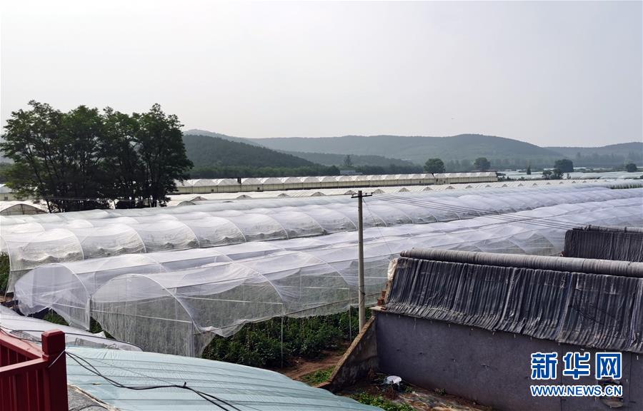 (決戰(zhàn)決勝脫貧攻堅(jiān)·圖文互動(dòng))(2)西紅柿小鎮(zhèn)的“致富經(jīng)”