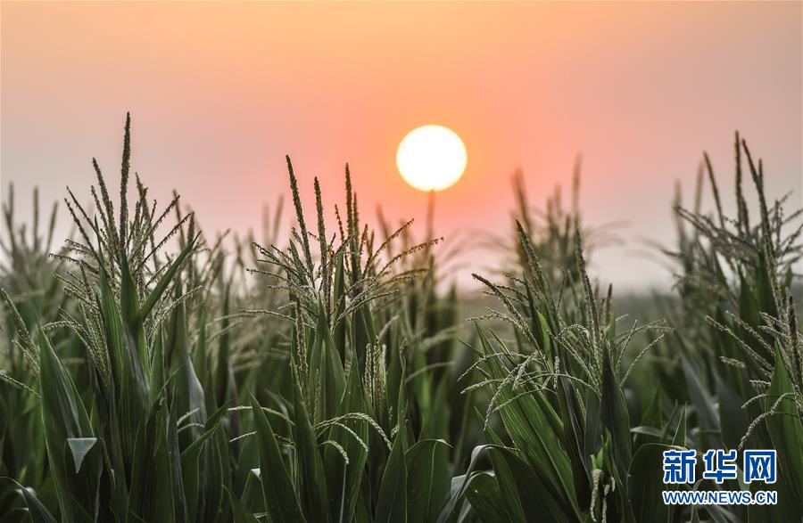 (在習(xí)近平新時(shí)代中國(guó)特色社會(huì)主義思想指引下——新時(shí)代新作為新篇章·習(xí)近平總書(shū)記關(guān)切事·圖文互動(dòng))(7)讓百姓吃得飽還要吃得好——夯實(shí)糧食安全基礎(chǔ)端牢中國(guó)飯碗