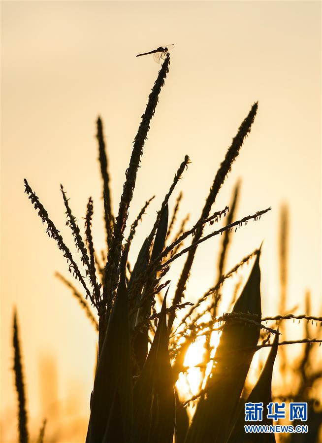(在習(xí)近平新時(shí)代中國(guó)特色社會(huì)主義思想指引下——新時(shí)代新作為新篇章·習(xí)近平總書(shū)記關(guān)切事·圖文互動(dòng))(9)讓百姓吃得飽還要吃得好——夯實(shí)糧食安全基礎(chǔ)端牢中國(guó)飯碗