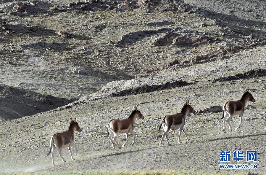 （在習(xí)近平新時(shí)代中國(guó)特色社會(huì)主義思想指引下&mdash;&mdash;新時(shí)代新作為新篇章&middot;習(xí)近平總書(shū)記關(guān)切事&middot;圖文互動(dòng)）（1）綠色映底蘊(yùn)，山水見(jiàn)初心&mdash;&mdash;生態(tài)優(yōu)先、綠色發(fā)展持續(xù)造福群眾美好生活