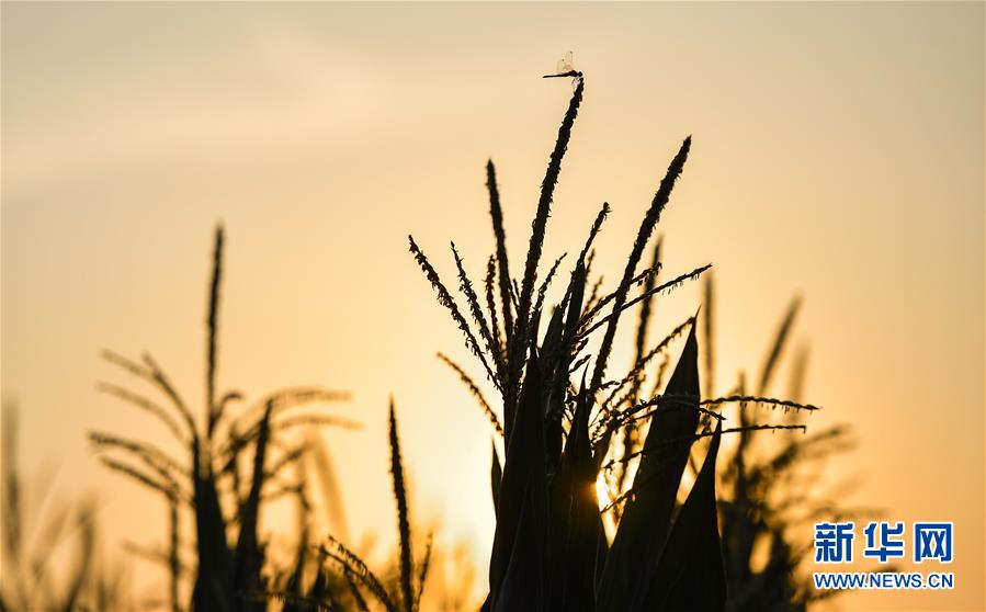 （在習近平新時代中國特色社會主義思想指引下&mdash;&mdash;新時代新作為新篇章&middot;習近平總書記關切事&middot;圖文互動）（1）為黑土加&ldquo;油&rdquo;&mdash;&mdash;&ldquo;耕地中的大熊貓&rdquo;，我們這樣保護