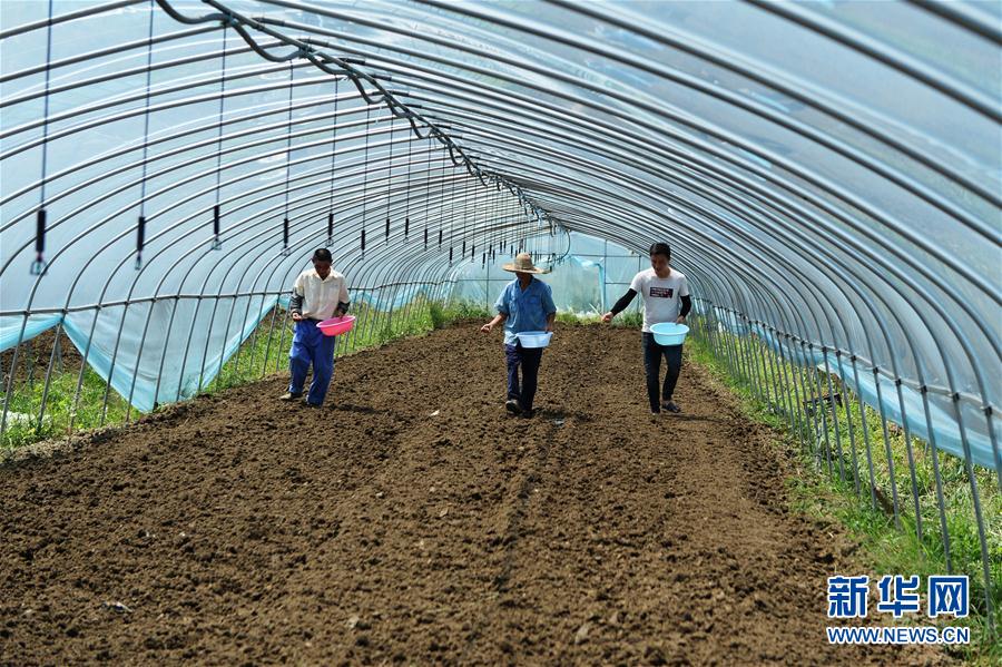 (防汛抗洪)(1)安徽肥東:恢復(fù)生產(chǎn) 災(zāi)后自救