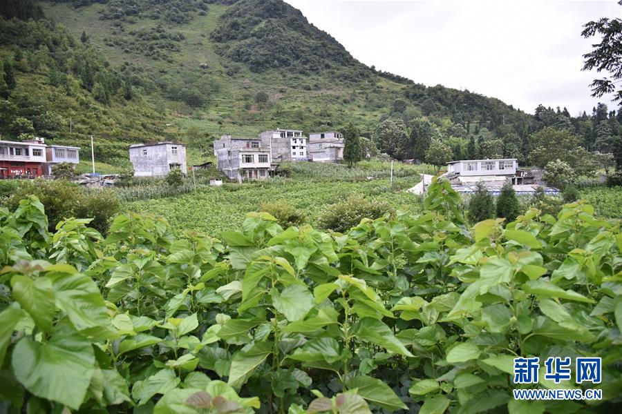 （決戰(zhàn)決勝脫貧攻堅&middot;圖文互動）（5）&ldquo;江南繅絲&rdquo;喀斯特深山扎根記