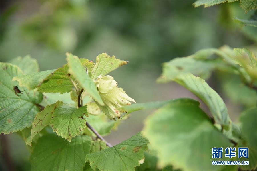 (決戰(zhàn)決勝脫貧攻堅(jiān)·圖文互動(dòng))(2)榛子樹(shù)結(jié)出“扶貧果”